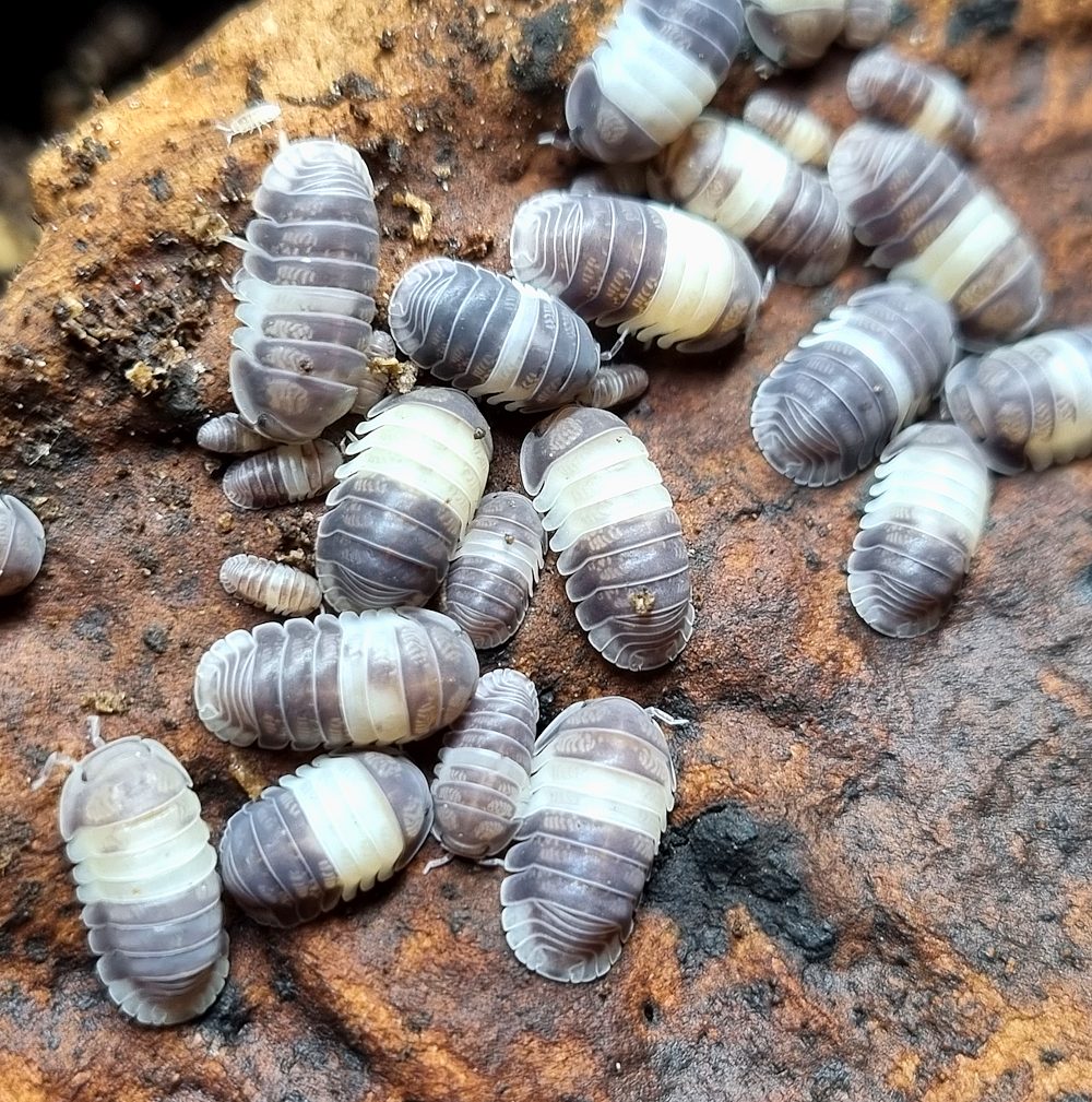Panda King (Cubaris sp.)