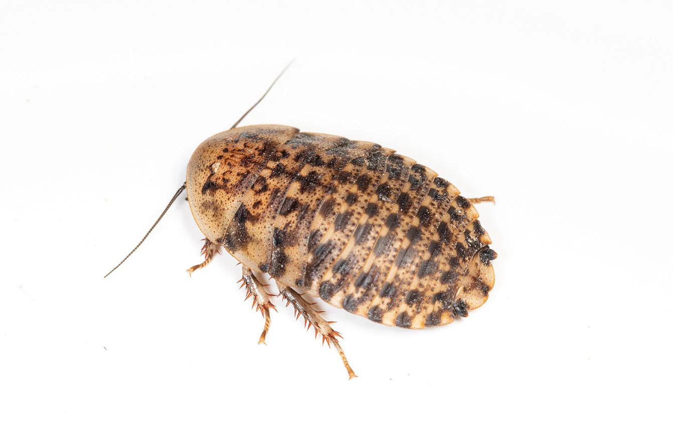 Discoid Roaches