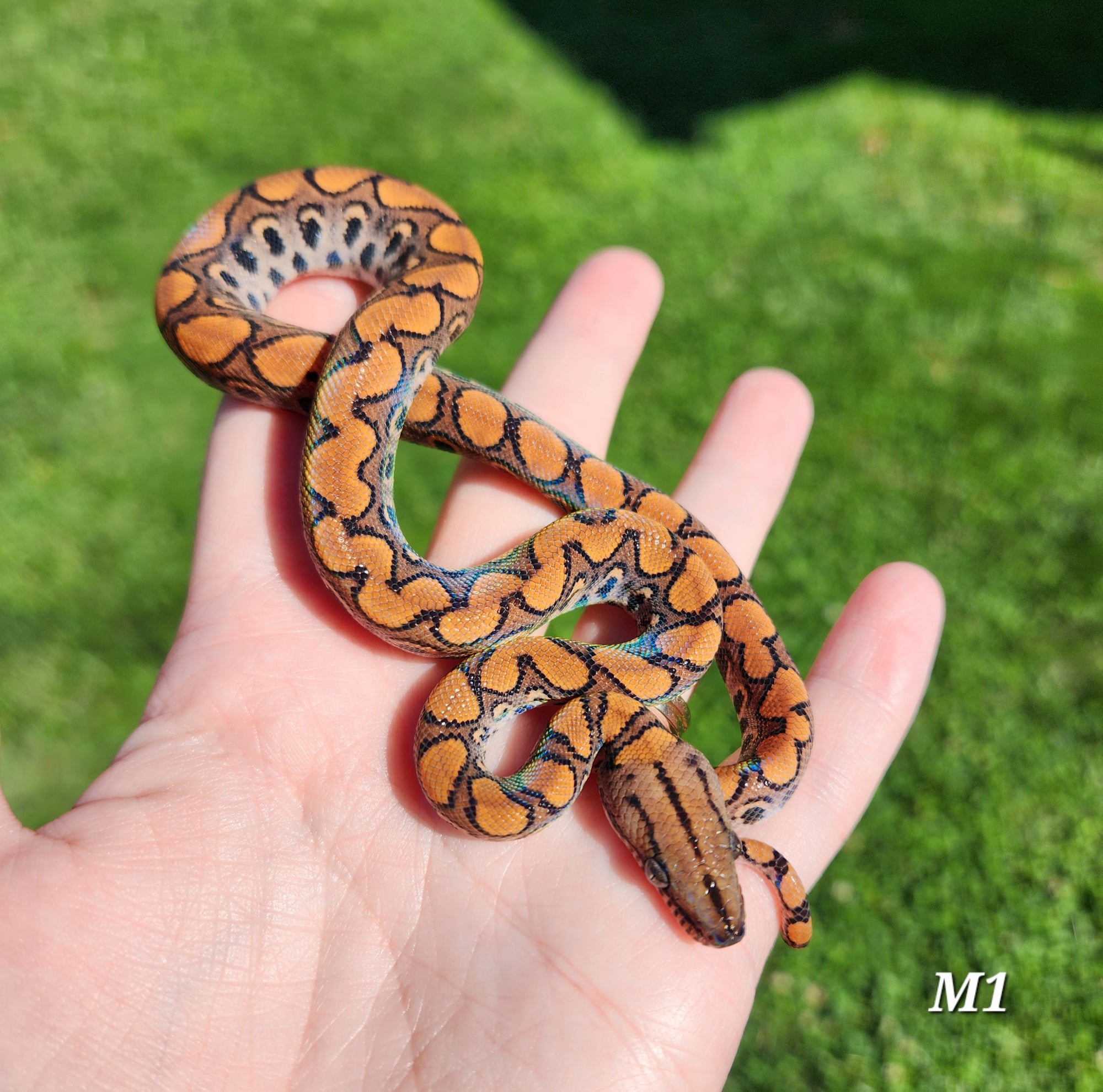 Rainbow Boa Waitlist – 2025 Litter