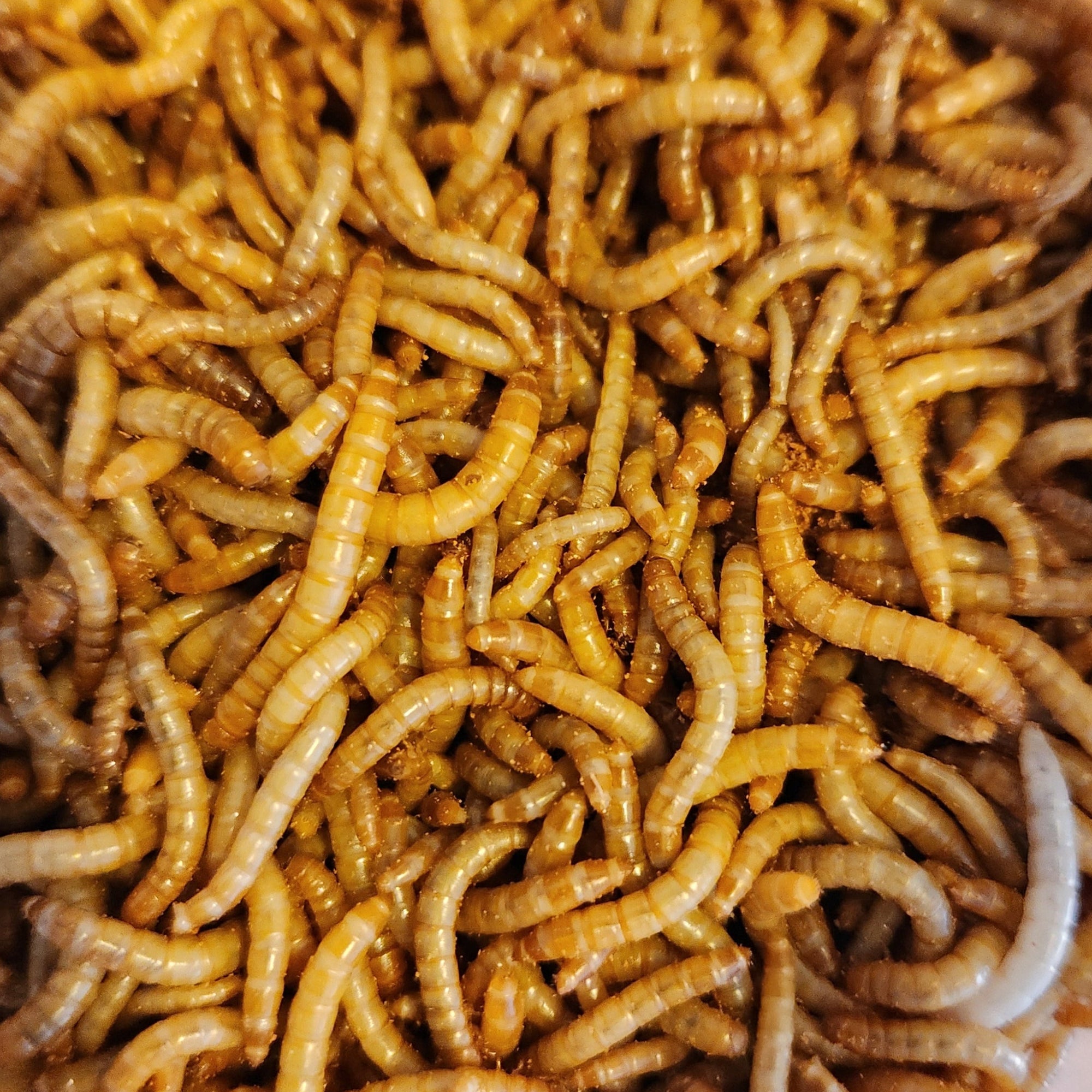 Free Sample- Feeder Insects