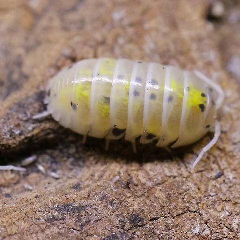 Japanese Magic Potion (Armadillidium vulgare)
