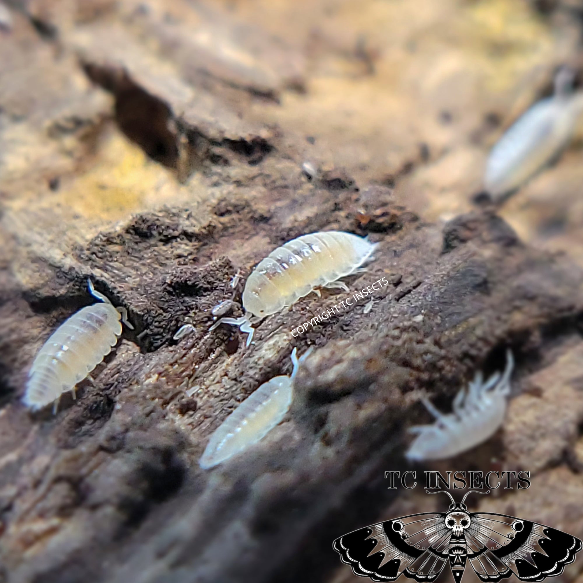 Dwarf White (Trichorhina tomentosa)