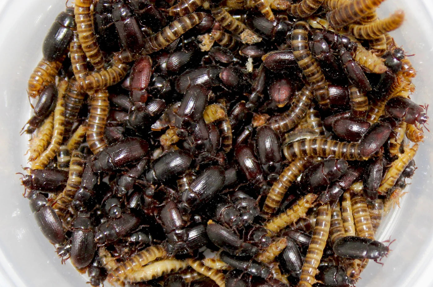 Free Sample- Feeder Insects