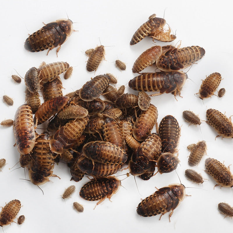Free Sample- Feeder Insects