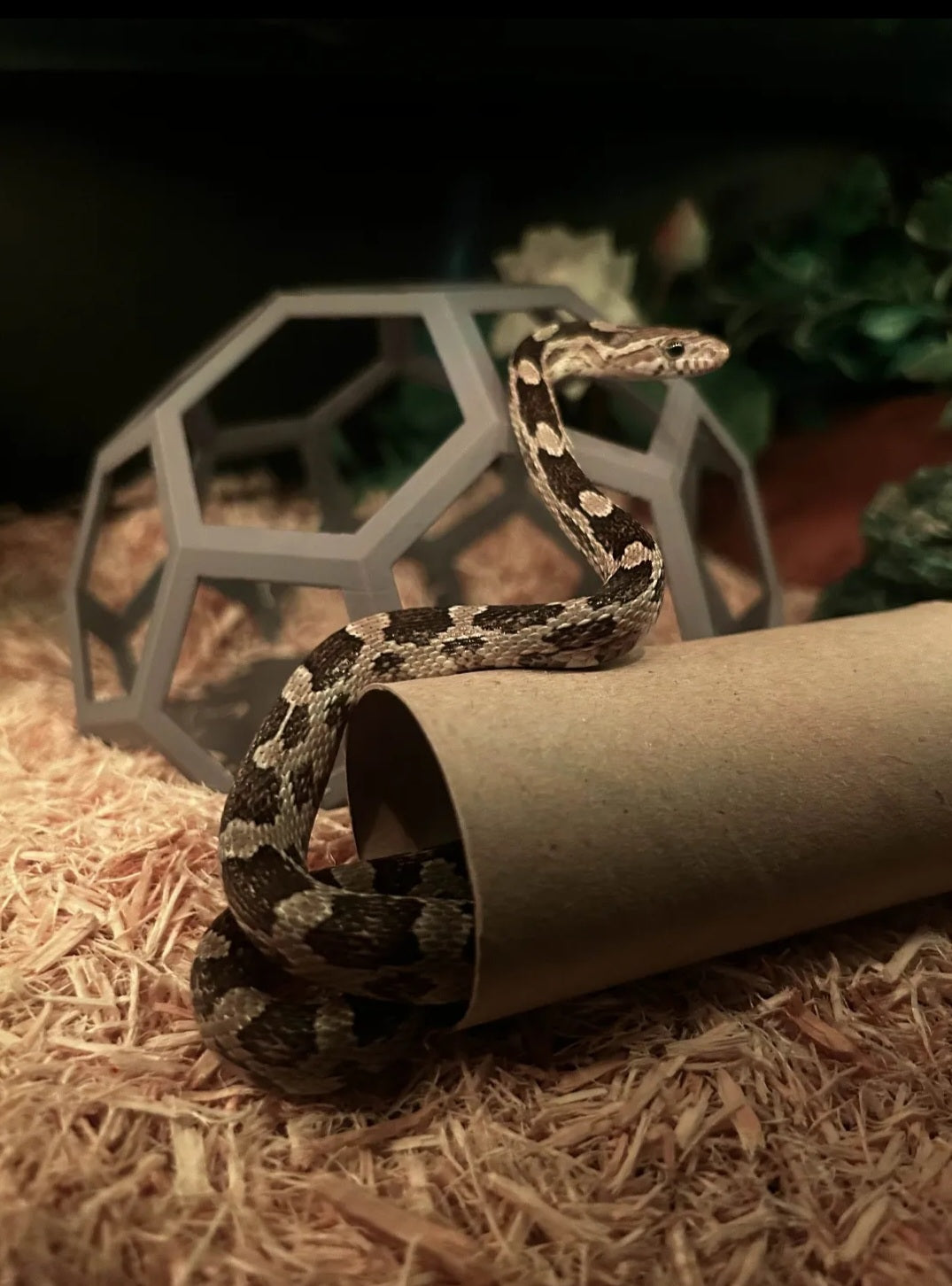 Reptile Jungle Gym