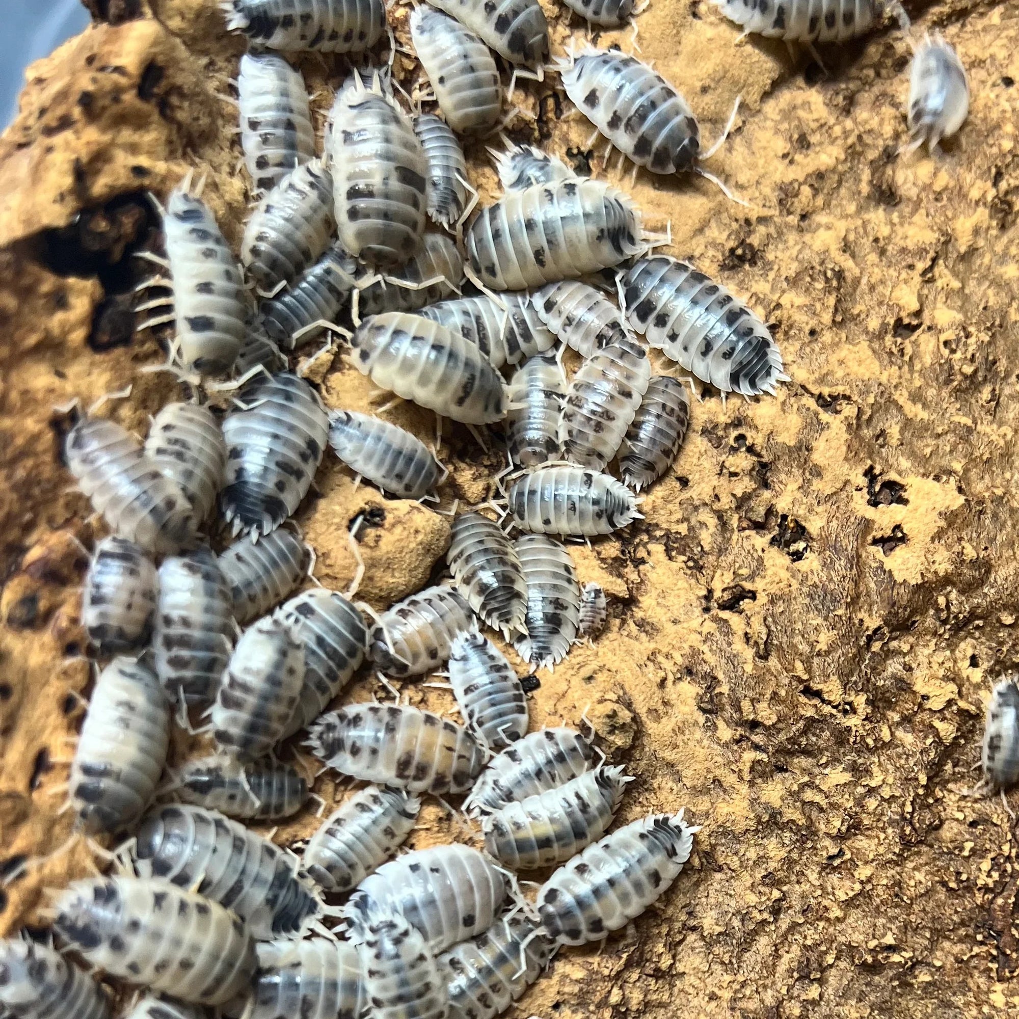 Dairy Cow (Porcellio laevis)
