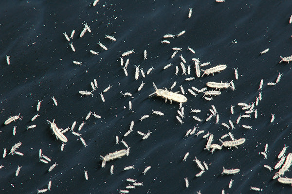 Temperate Springtails