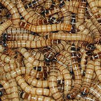 Free Sample- Feeder Insects
