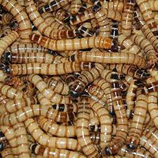Superworms