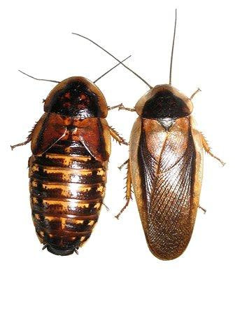 Dubia Roaches- Adults