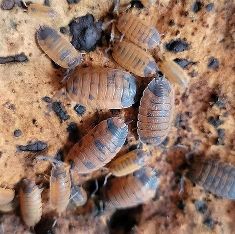 Lava (Porcellio scaber)