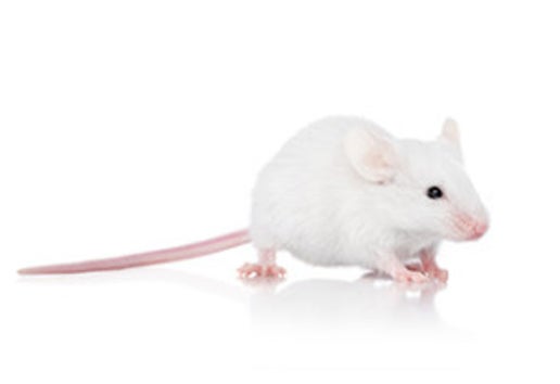 Mice