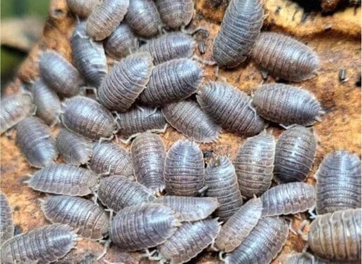 Giant Canyon (Porcellio dilatatus)