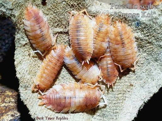 Orange Koi (Porcellio scaber)