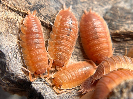 Spanish Orange (Porcellio scaber)