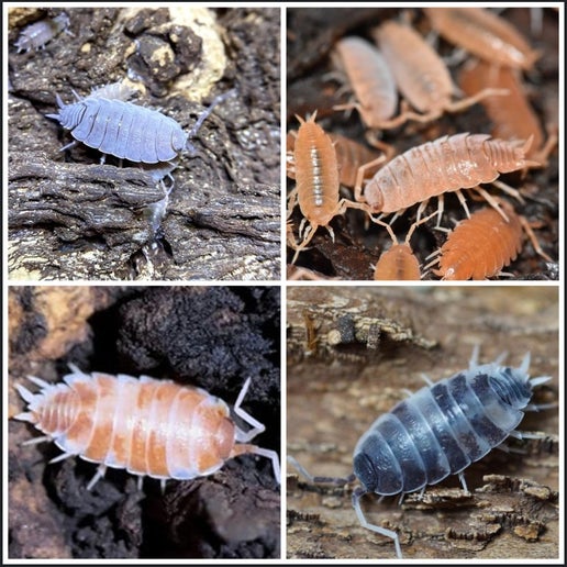 Powder (Porcellionides pruinosus)