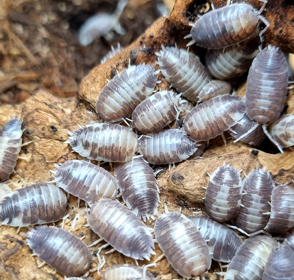 Milkback (Porcellio laevis)