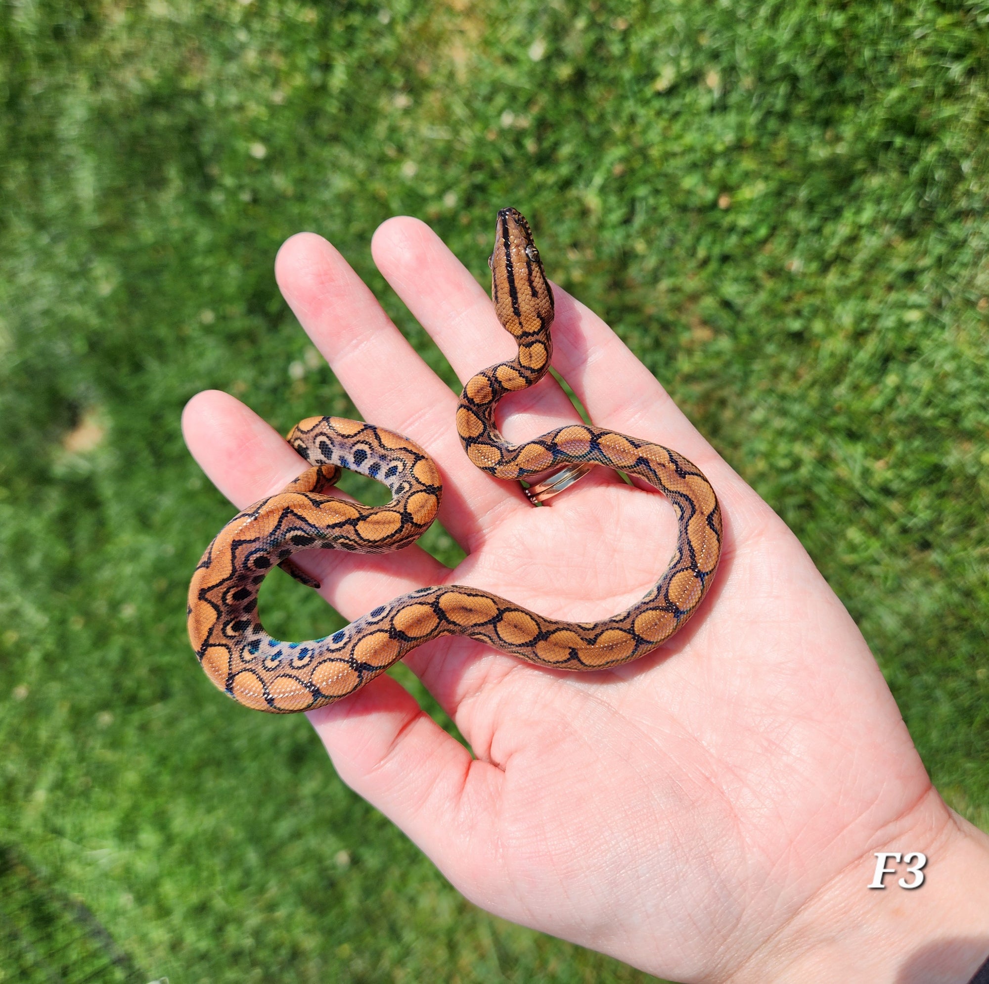 Rainbow Boa Waitlist – 2025 Litter