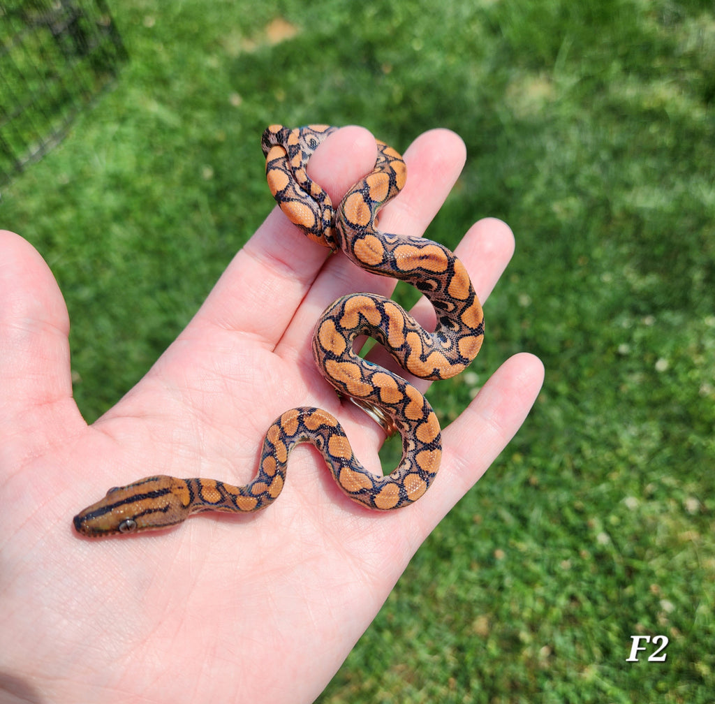 Rainbow Boa Waitlist – 2025 Litter