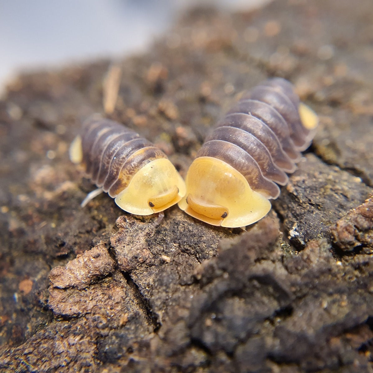 Rubber Ducky (Cubaris sp.)