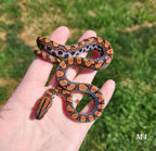 Rainbow Boa Waitlist – 2025 Litter