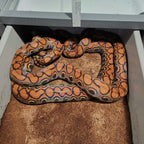 Rainbow Boa Waitlist – 2025 Litter