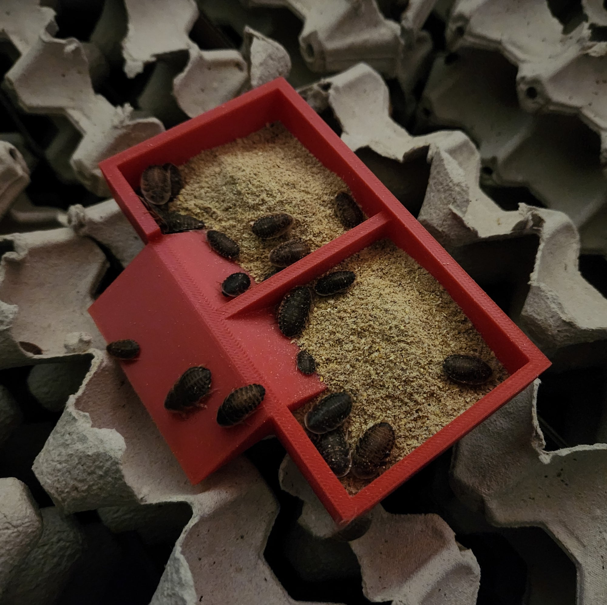 Dual Food Dish with Ramp