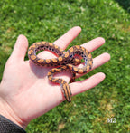 Rainbow Boa Waitlist – 2025 Litter