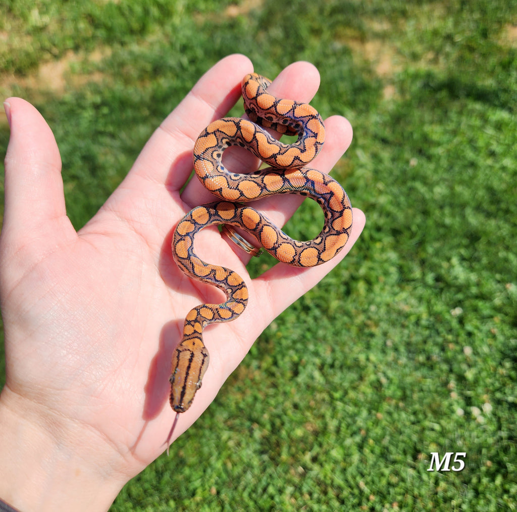 Rainbow Boa Waitlist – 2025 Litter
