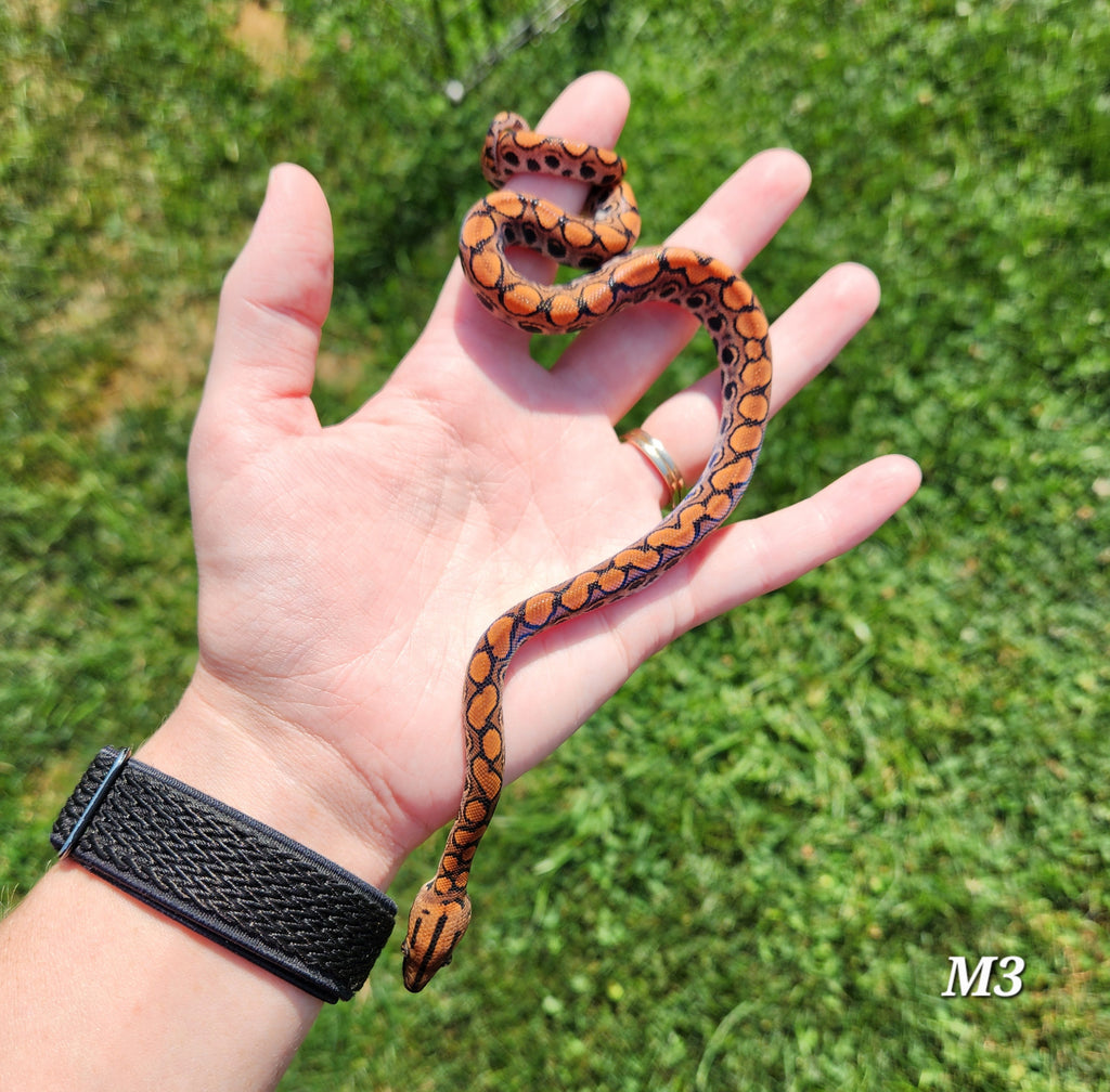 Rainbow Boa Waitlist – 2025 Litter