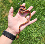 Rainbow Boa Waitlist – 2025 Litter