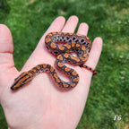 Rainbow Boa Waitlist – 2025 Litter