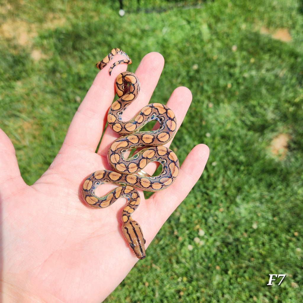 Rainbow Boa Waitlist – 2025 Litter