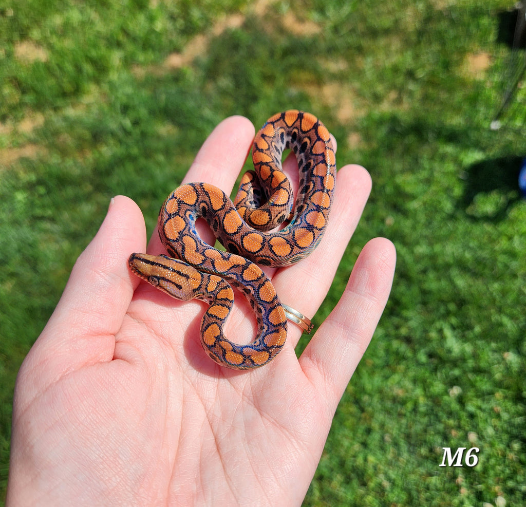 Rainbow Boa Waitlist – 2025 Litter