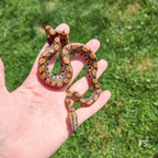 Rainbow Boa Waitlist – 2025 Litter