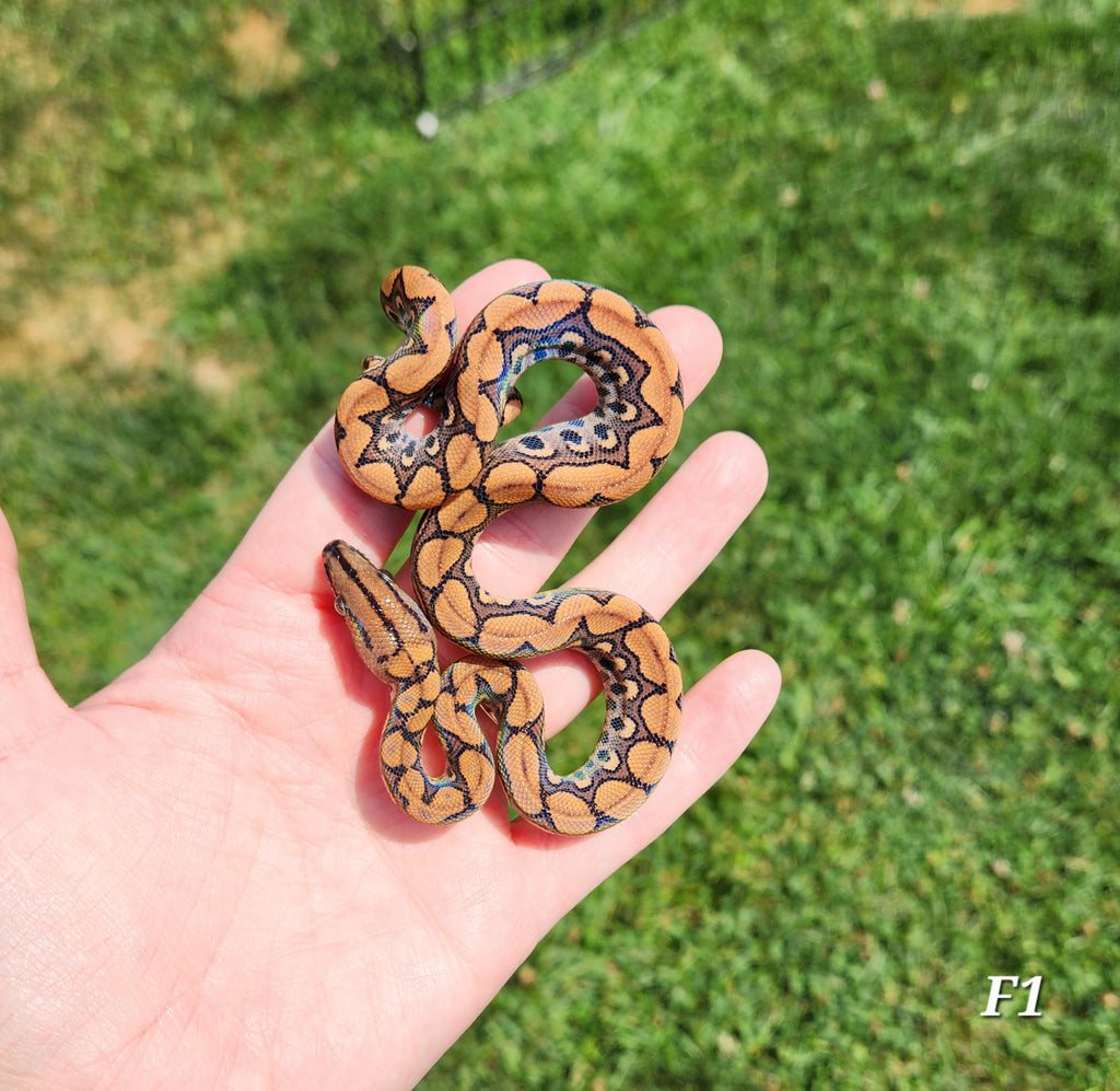 Rainbow Boa Waitlist – 2025 Litter