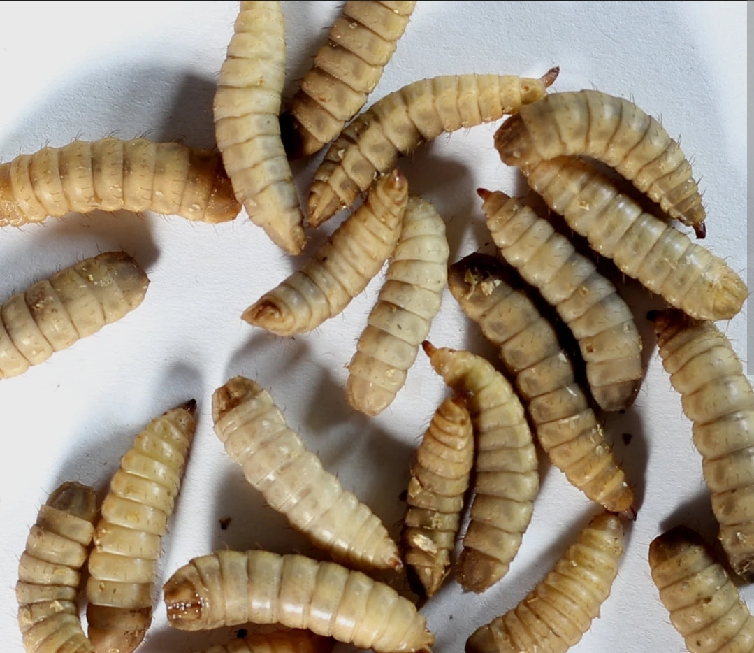 BSFL (Black Soldier Fly Larvae)