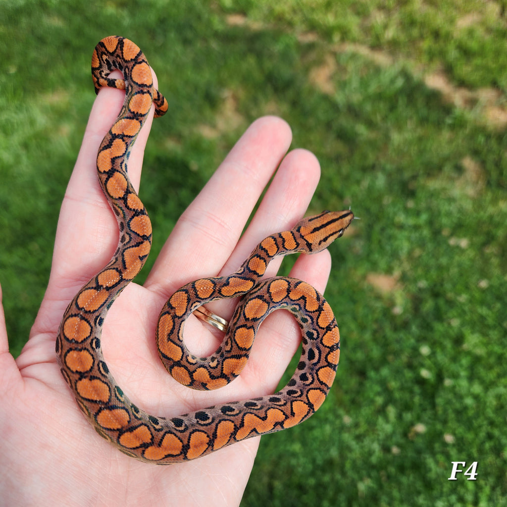 Rainbow Boa Waitlist – 2025 Litter