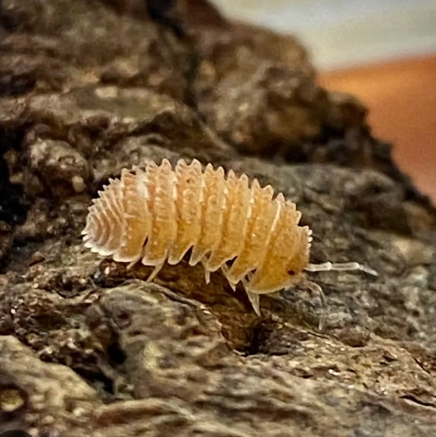 Pineapple Spiky (Cristarmadillidium muricatum)