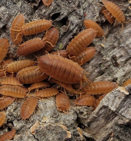 Giant Canyon "Rust" (Porcellio dialatatus)