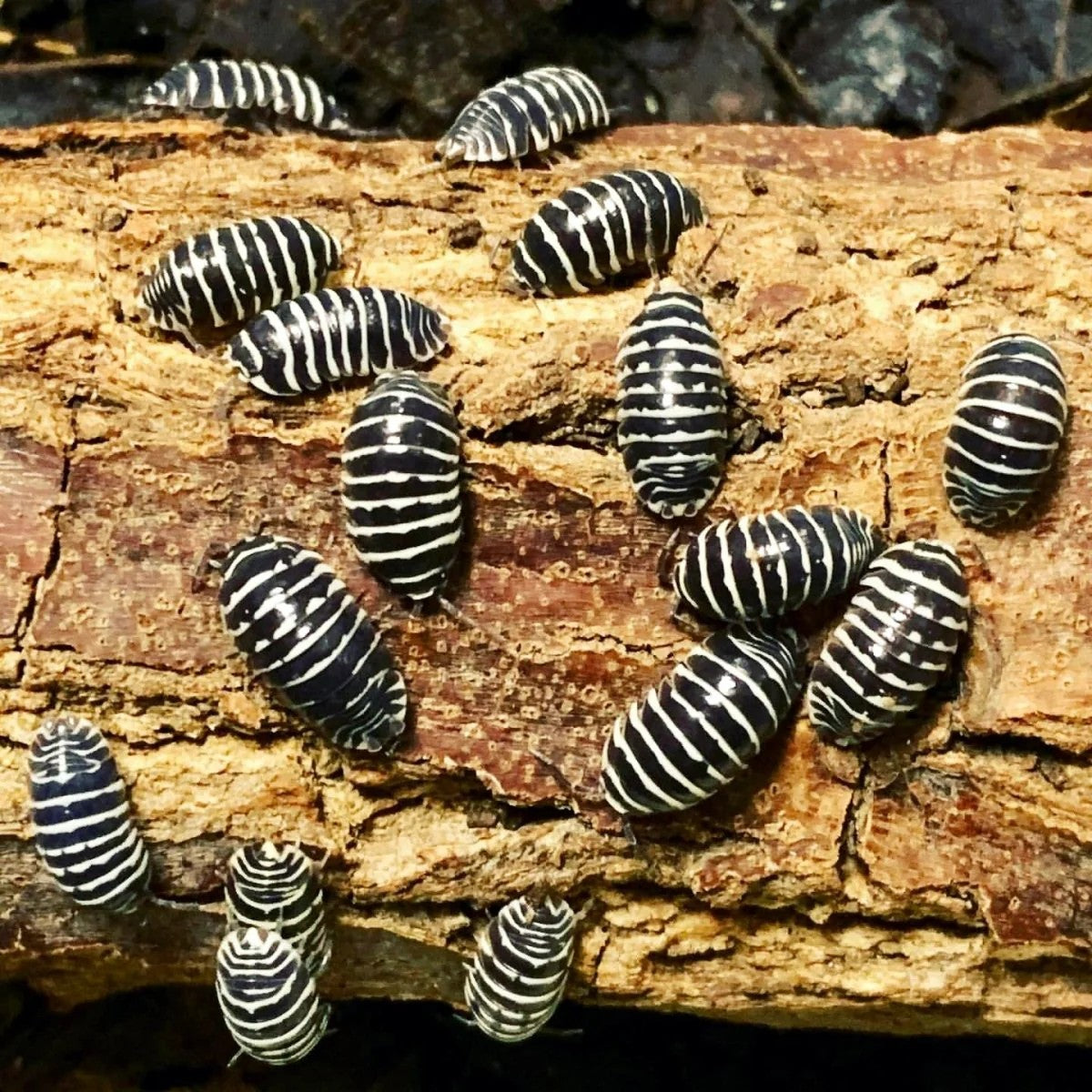 Zebra (Armadillidium maculatum)